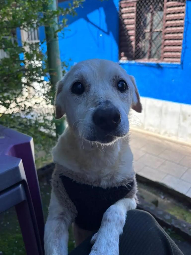 Mateus, cachorro de porte médio para adoção em Erechim - RS — foto 4 de 4