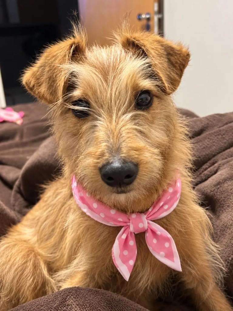Mango Fluff, cadela de porte pequeno para adoção em Erechim - RS