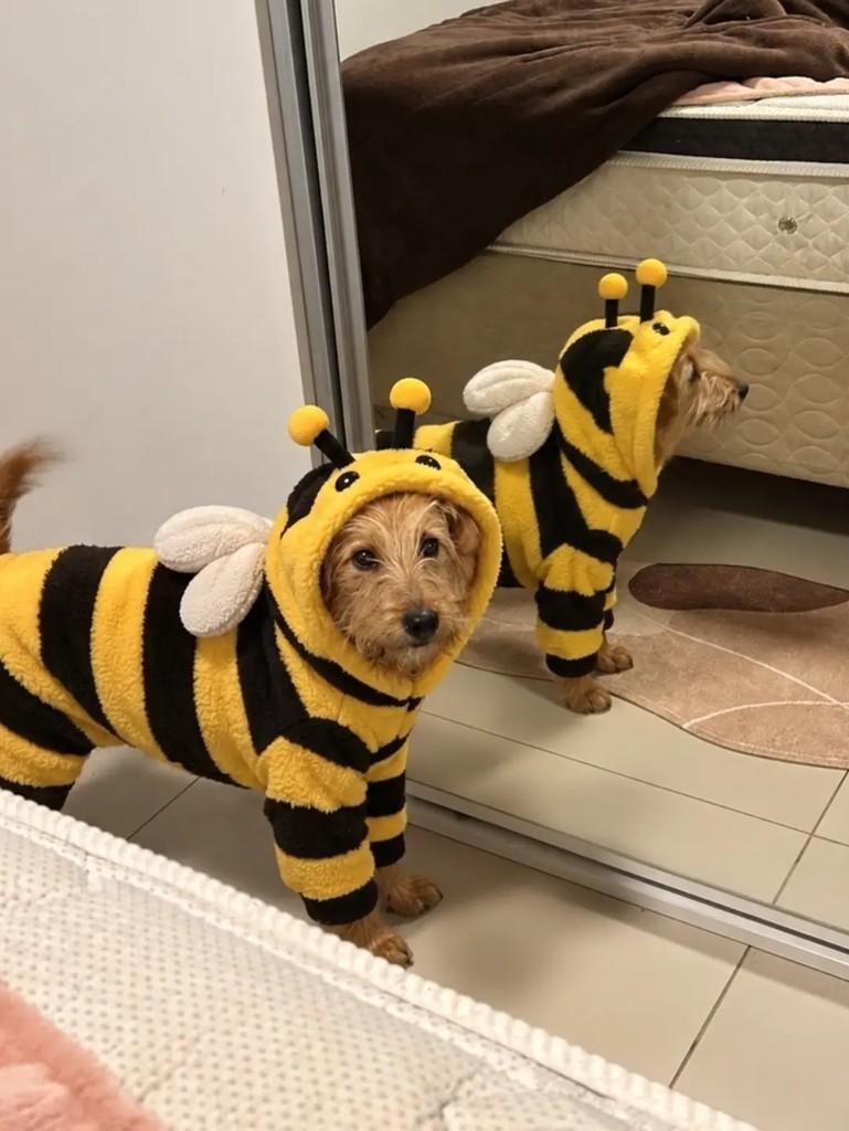 Mango Fluff, cadela de porte pequeno para adoção em Erechim - RS — foto 2 de 3