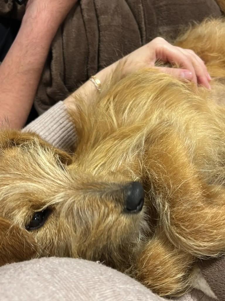 Mango Fluff, cadela de porte pequeno para adoção em Erechim - RS — foto 3 de 3