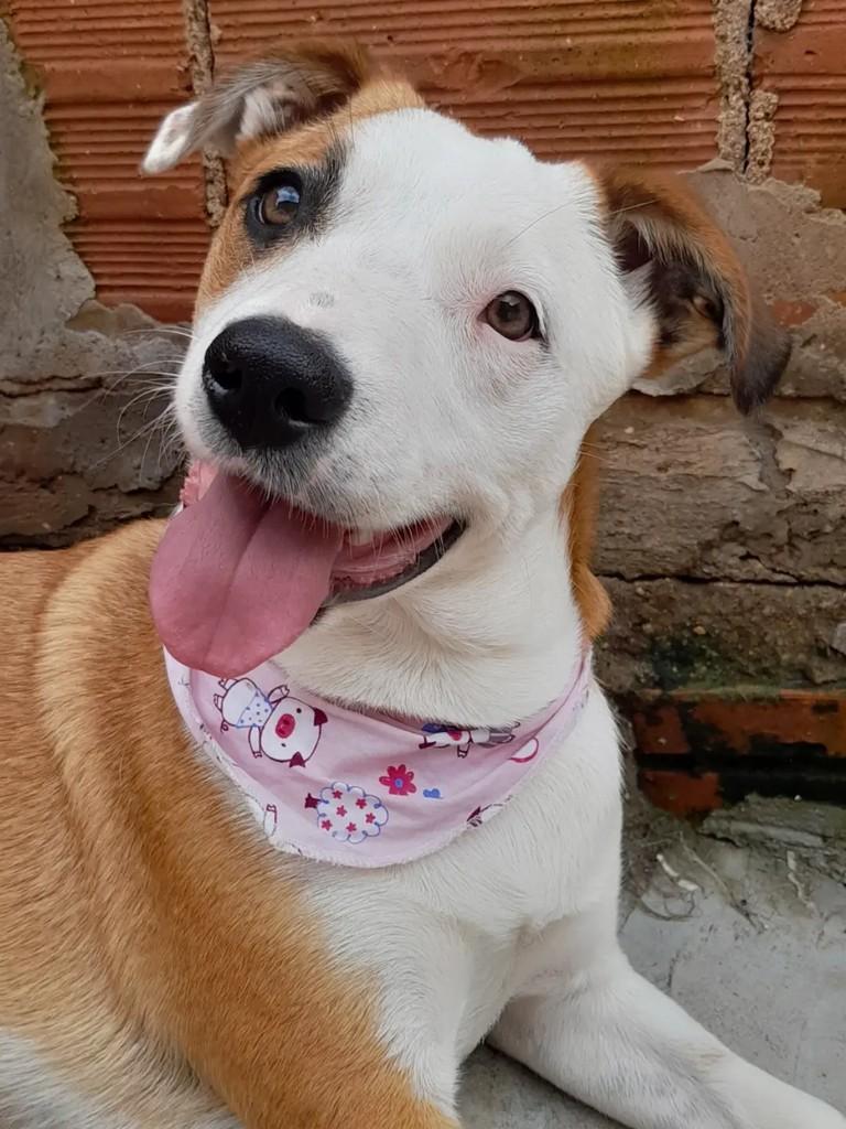 Jurema, cadela de porte médio para adoção em Erechim - RS