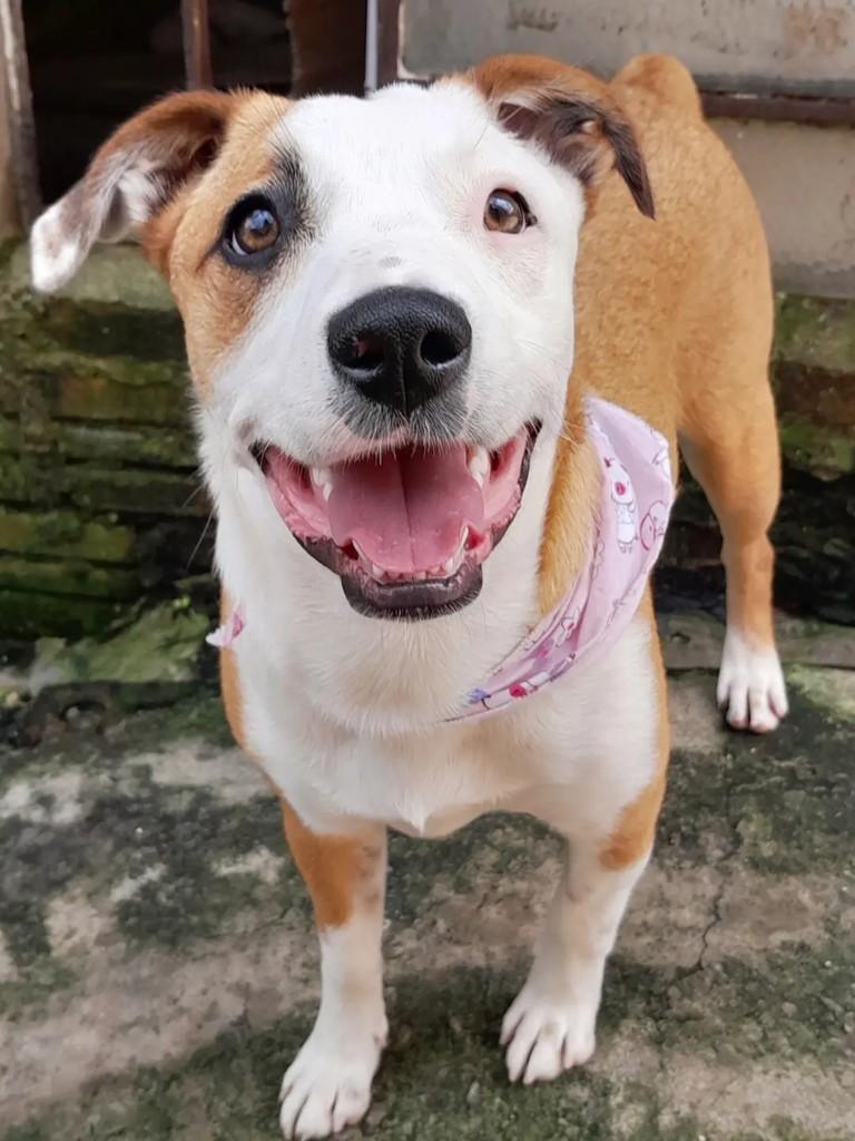 Jurema, cadela de porte médio para adoção em Erechim - RS — foto 2 de 5