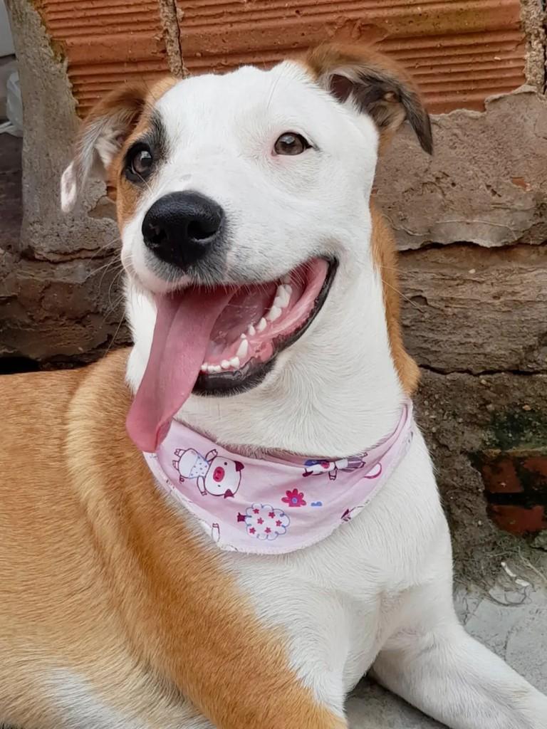 Jurema, cadela de porte médio para adoção em Erechim - RS — foto 3 de 5