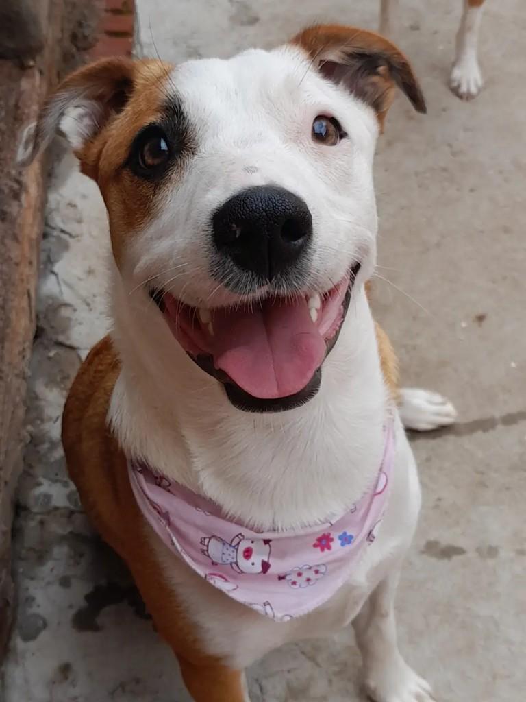 Jurema, cadela de porte médio para adoção em Erechim - RS — foto 4 de 5