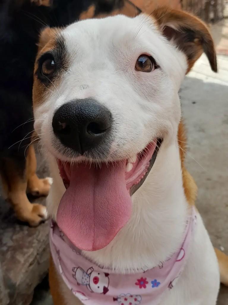 Jurema, cadela de porte médio para adoção em Erechim - RS — foto 5 de 5