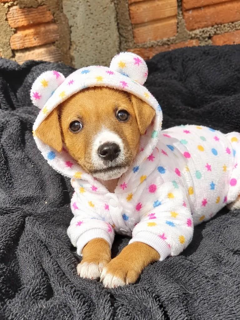 Ronaldo, cachorro de porte pequeno para adoção em Erechim - RS — foto 2 de 3