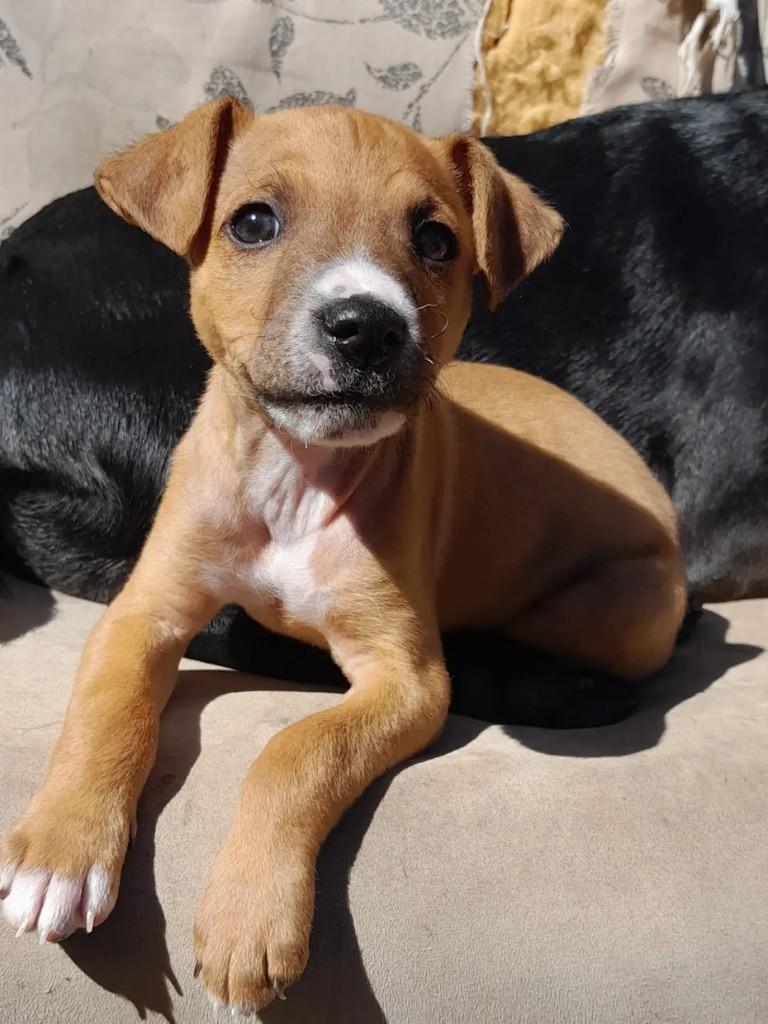 Ronaldo, cachorro de porte pequeno para adoção em Erechim - RS — foto 3 de 3