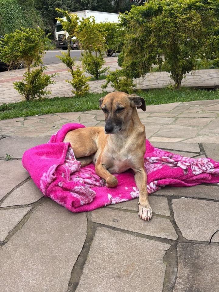 Caramelo, cadela de porte pequeno para adoção em Erechim - RS
