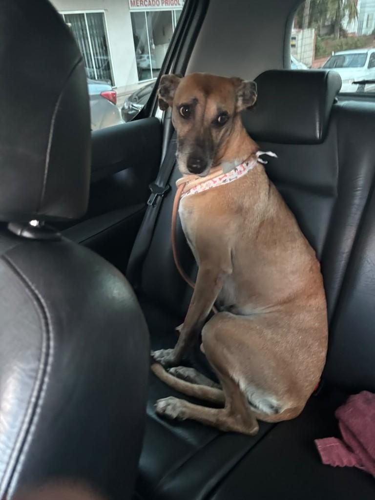 Caramelo, cadela de porte pequeno para adoção em Erechim - RS — foto 2 de 6