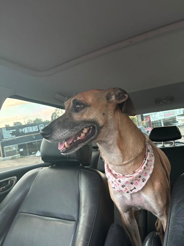 Caramelo, cadela de porte pequeno para adoção em Erechim - RS — foto 3 de 6