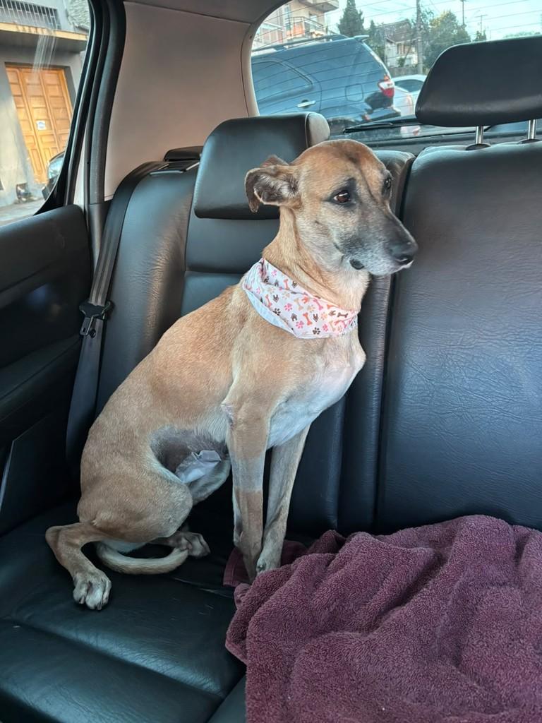 Caramelo, cadela de porte pequeno para adoção em Erechim - RS — foto 4 de 6