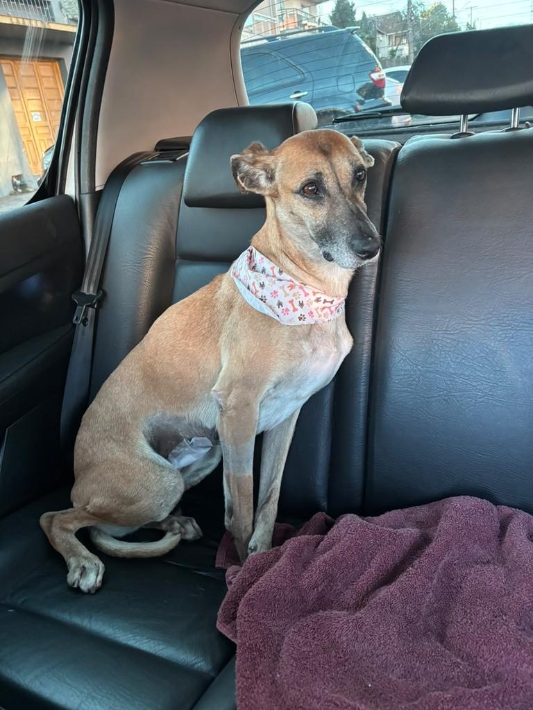 Caramelo, cadela de porte pequeno para adoção em Erechim - RS — foto 5 de 6