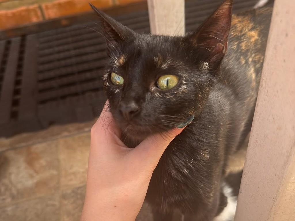 Estela, gata de porte pequeno para adoção em Erechim - RS