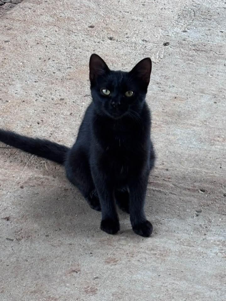 Panterinha, gato de porte pequeno para adoção em Erechim - RS