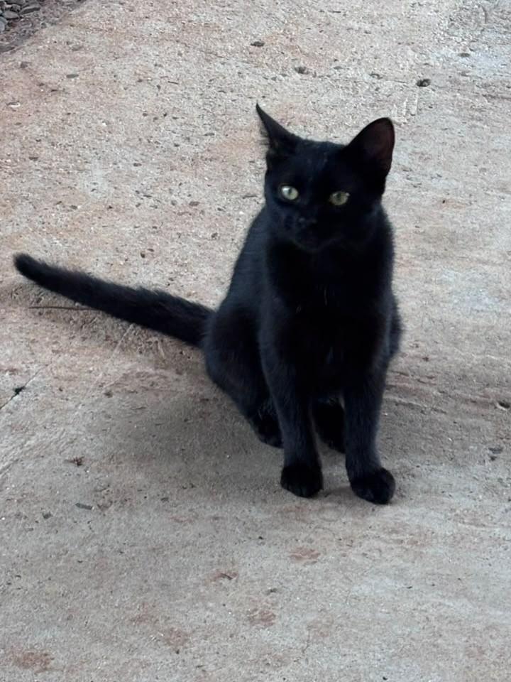 Panterinha, gato de porte pequeno para adoção em Erechim - RS — foto 2 de 6