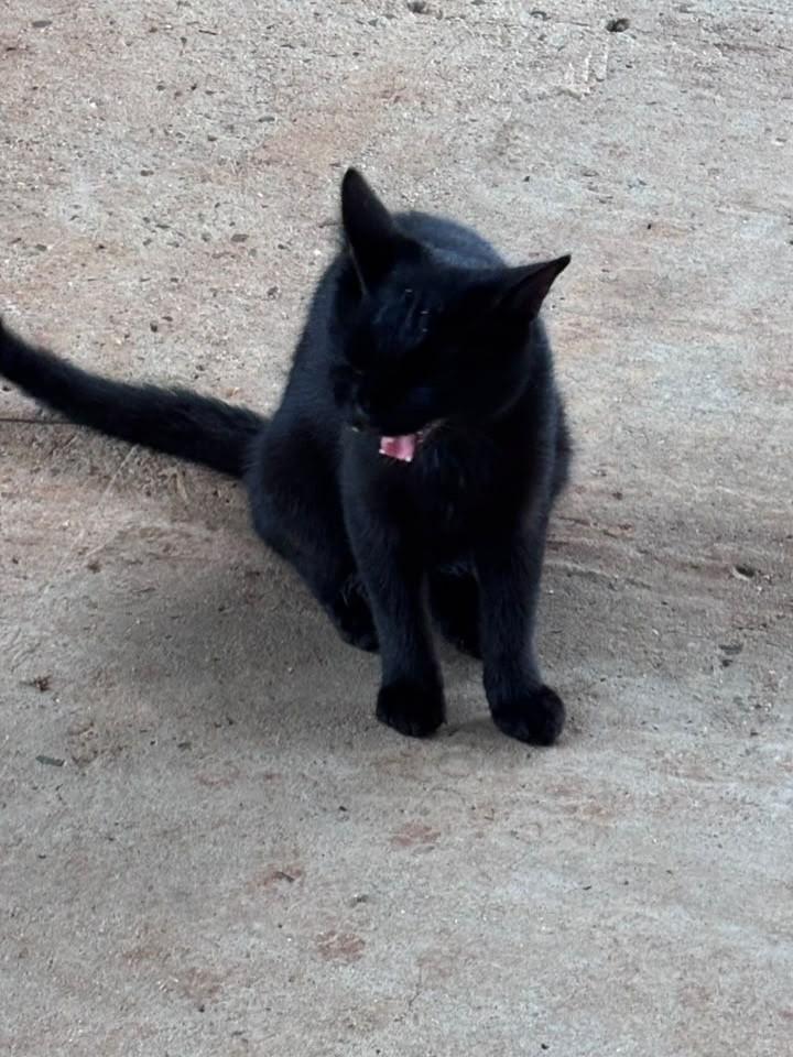 Panterinha, gato de porte pequeno para adoção em Erechim - RS — foto 3 de 6