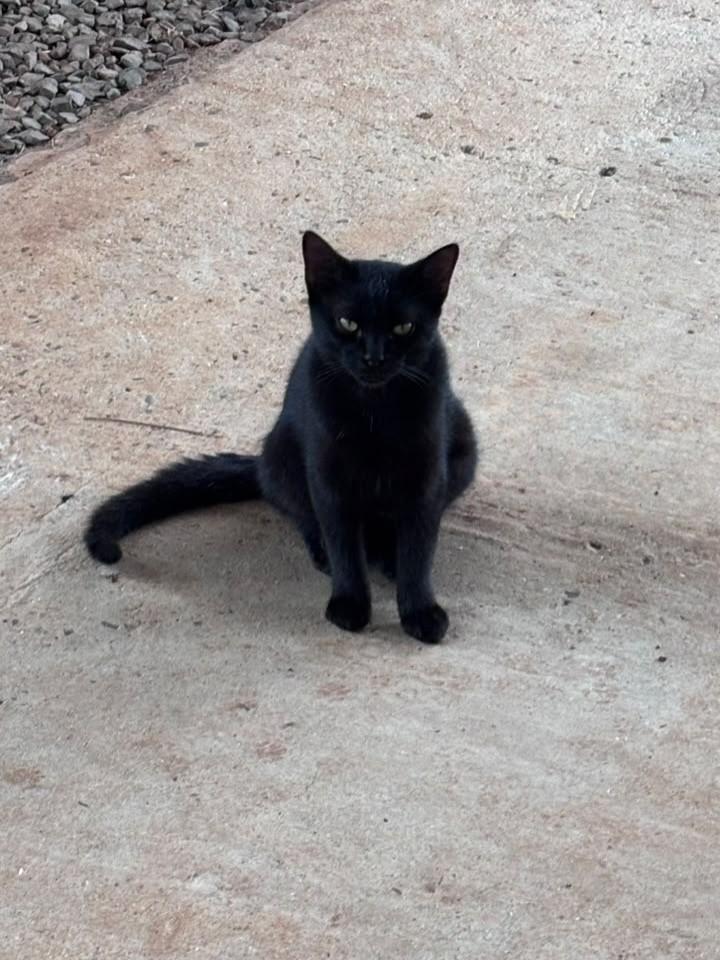 Panterinha, gato de porte pequeno para adoção em Erechim - RS — foto 4 de 6