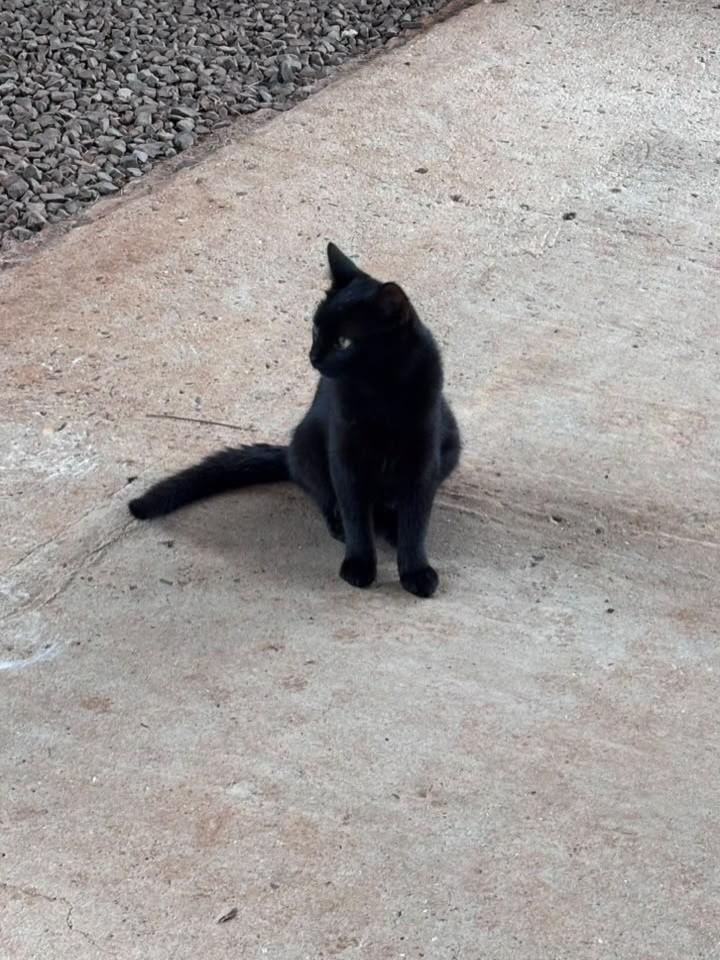 Panterinha, gato de porte pequeno para adoção em Erechim - RS — foto 5 de 6