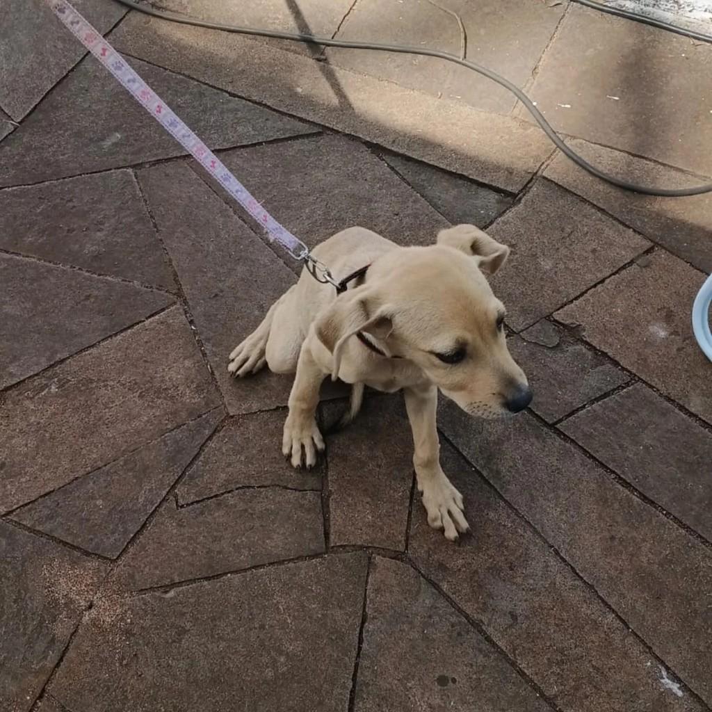 Princesinha, cachorro de porte pequeno para adoção em Espumoso - RS