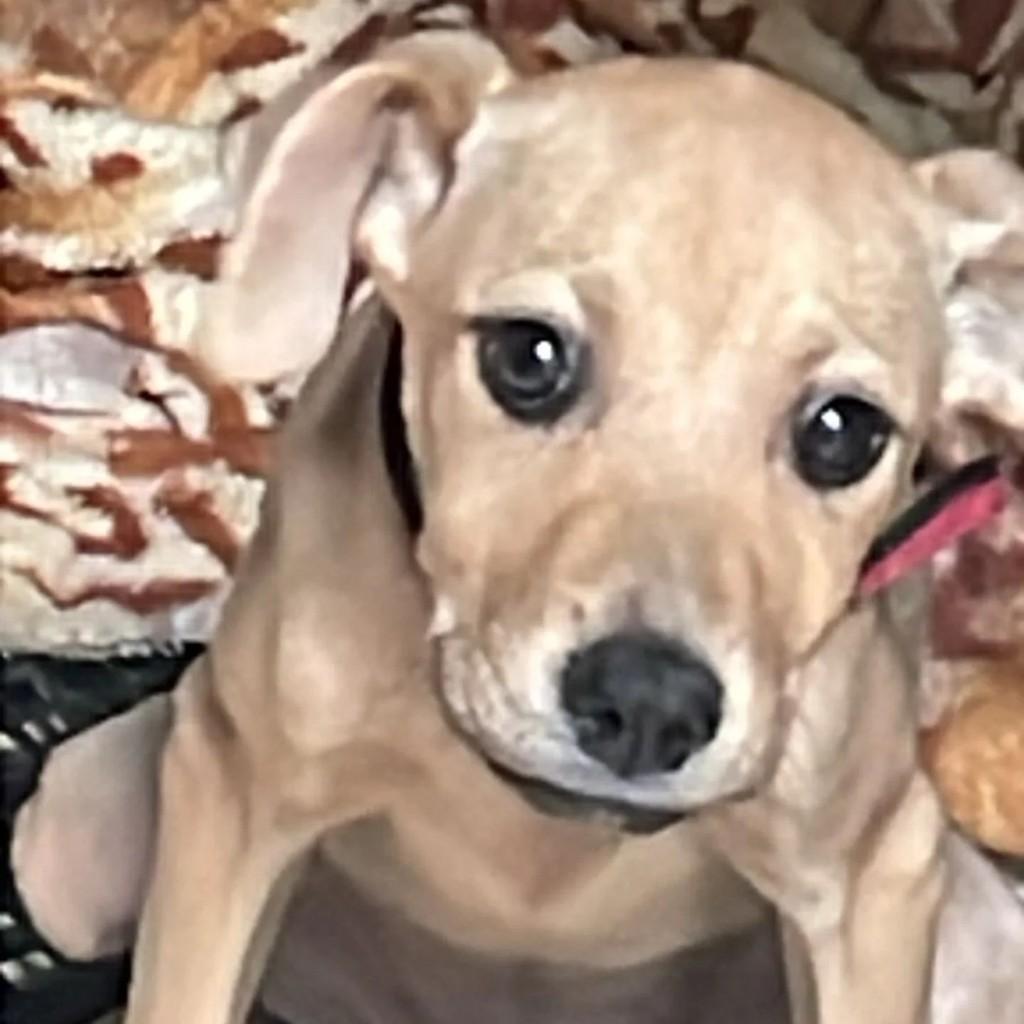 Ela, cachorro de porte médio para adoção em Espumoso - RS