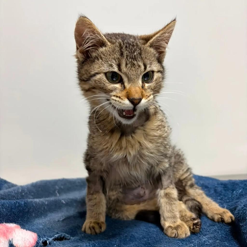 Cuquim, gato de porte pequeno para adoção em Espumoso - RS