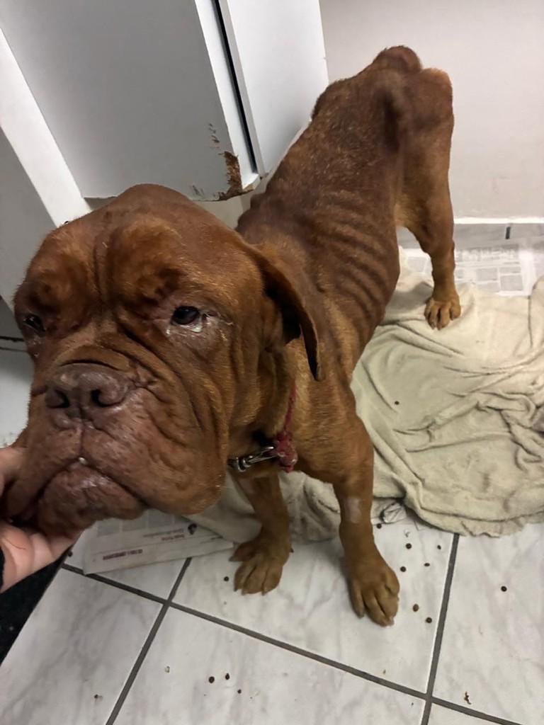 Margô, cachorro de porte grande para adoção em Itapetininga - SP