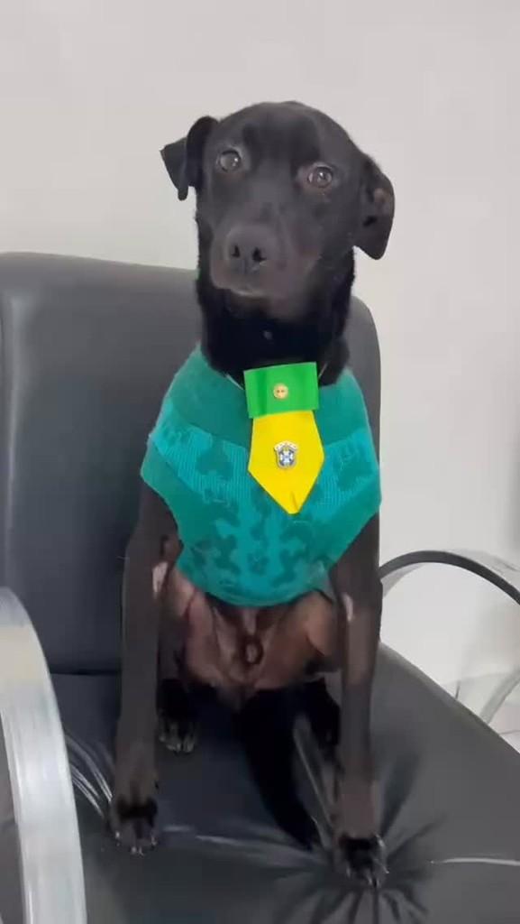 Matias, cachorro de porte médio para adoção em Itapetininga - SP