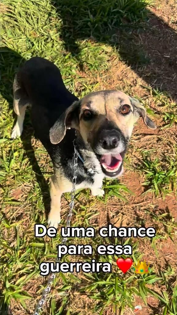 Geraldina, cachorro de porte pequeno para adoção em Jaci - SP
