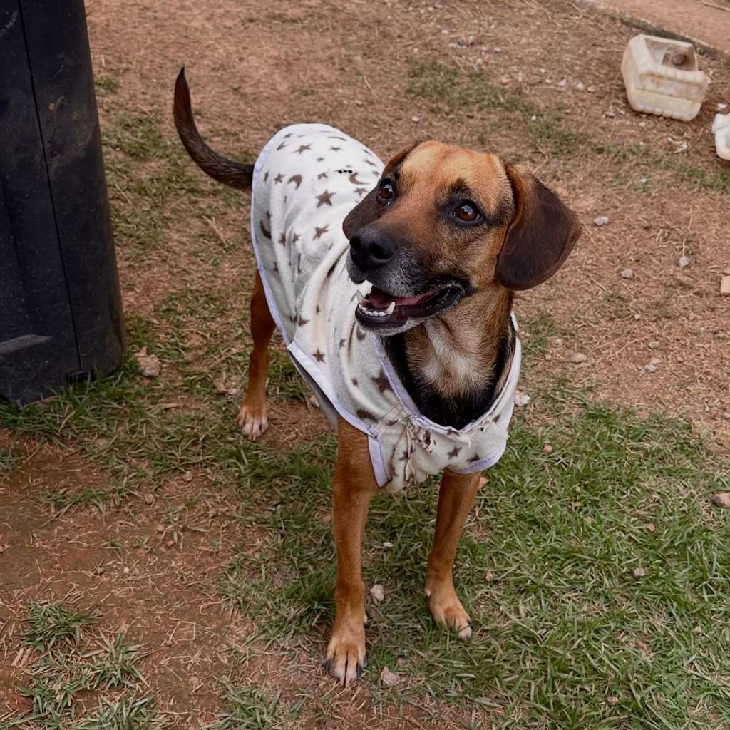 Marisa, cadela de porte médio para adoção em Nova Serrana - MG