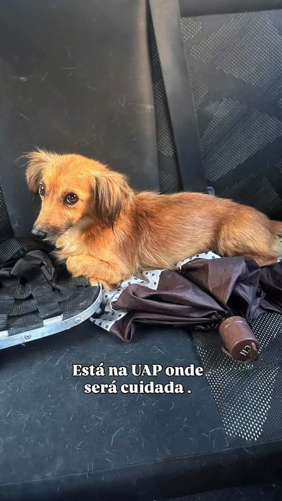 Patricinha, cachorro de porte pequeno para adoção em Nova Serrana - MG