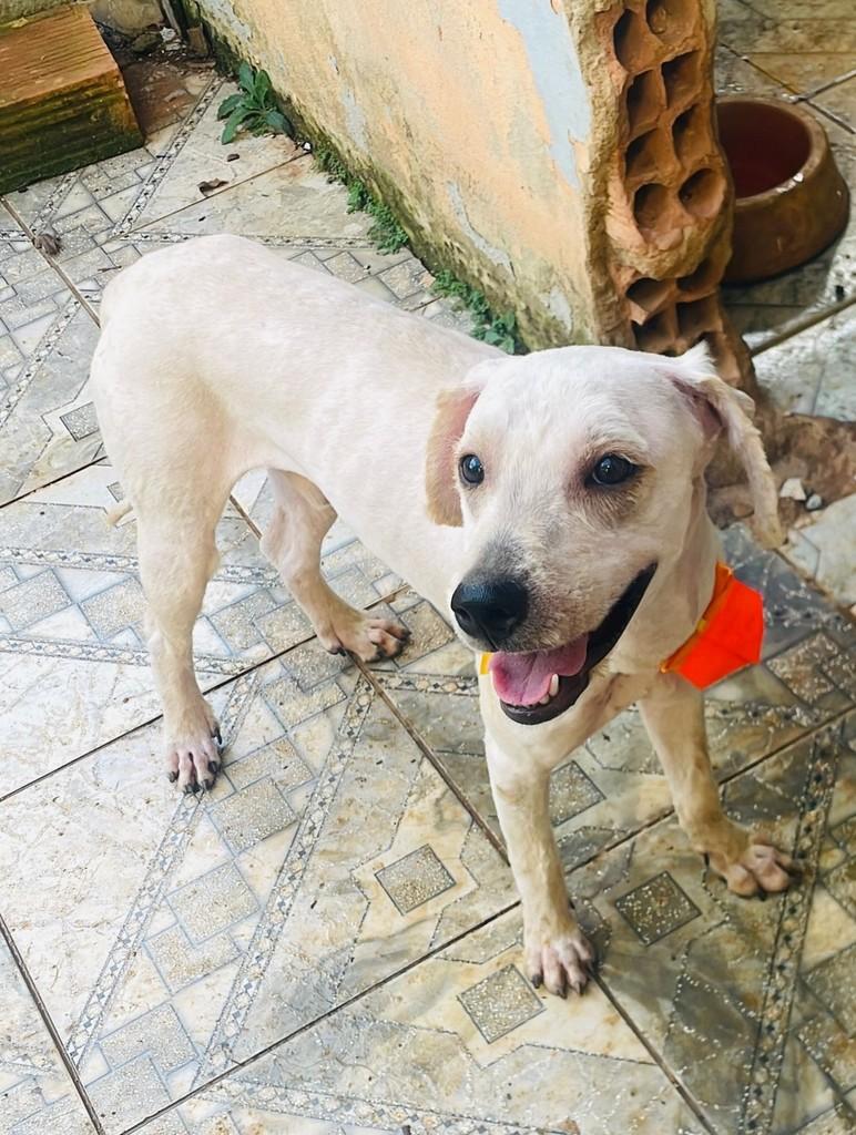 Snoop, cachorro de porte médio para adoção em Nova Serrana - MG