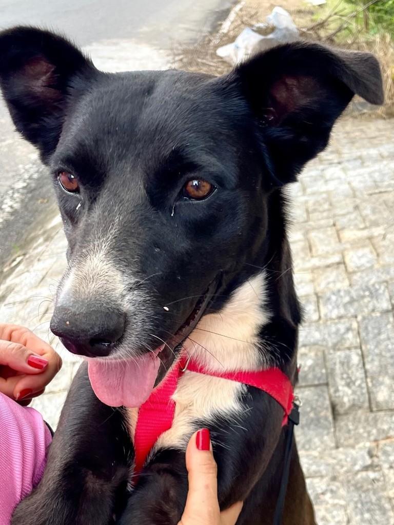 Negresca, cadela de porte médio para adoção em Nova Serrana - MG