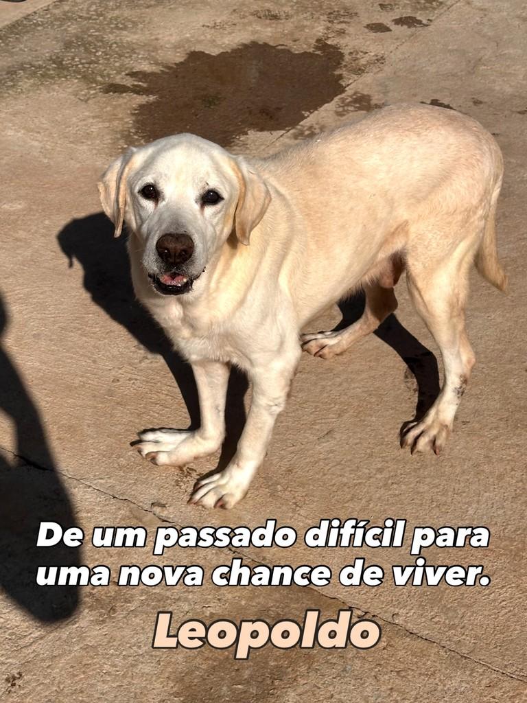 Leopoldo, cachorro de porte médio para adoção em Nova Serrana - MG