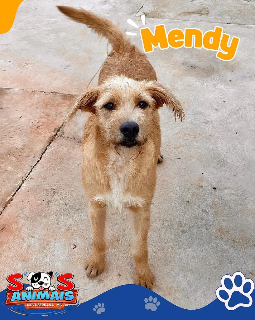 Mendy, cadela de porte pequeno para adoção em Nova Serrana - MG