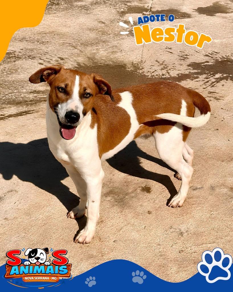 Nestor, cachorro de porte médio para adoção em Nova Serrana - MG