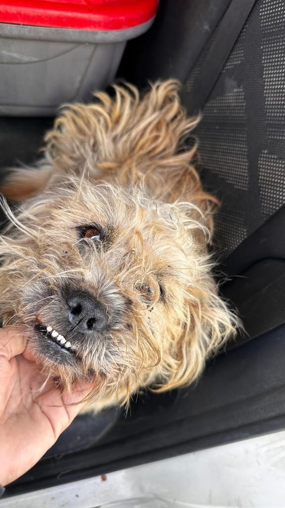 Amendoim, cachorro de porte pequeno para adoção em Nova Serrana - MG