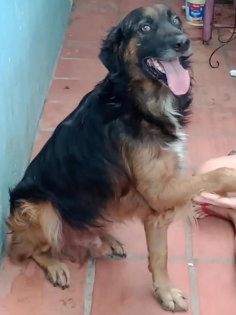 Bóris, cachorro de porte médio para adoção em Pelotas - RS