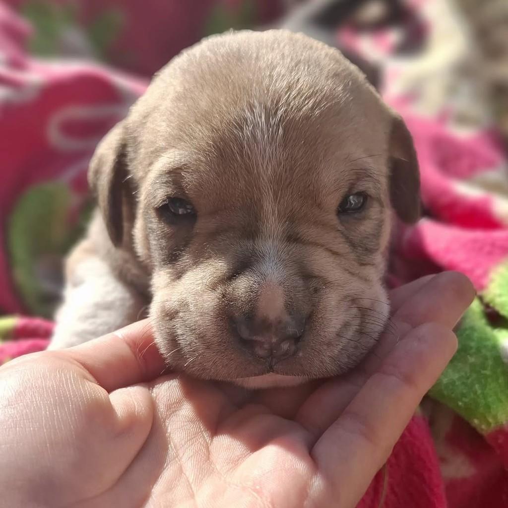 Paçoca, cachorro de porte médio para adoção em Pelotas - RS