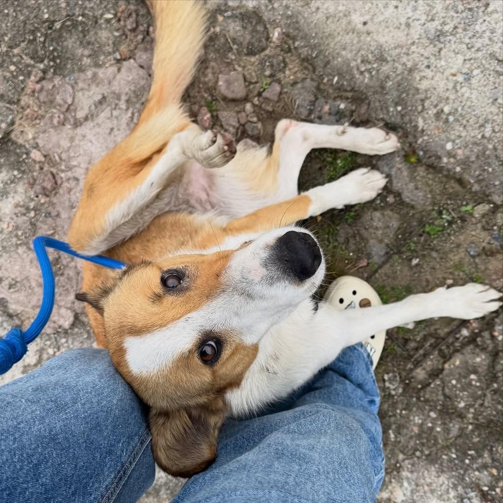 Princesa, cachorro de porte médio para adoção em Pelotas - RS