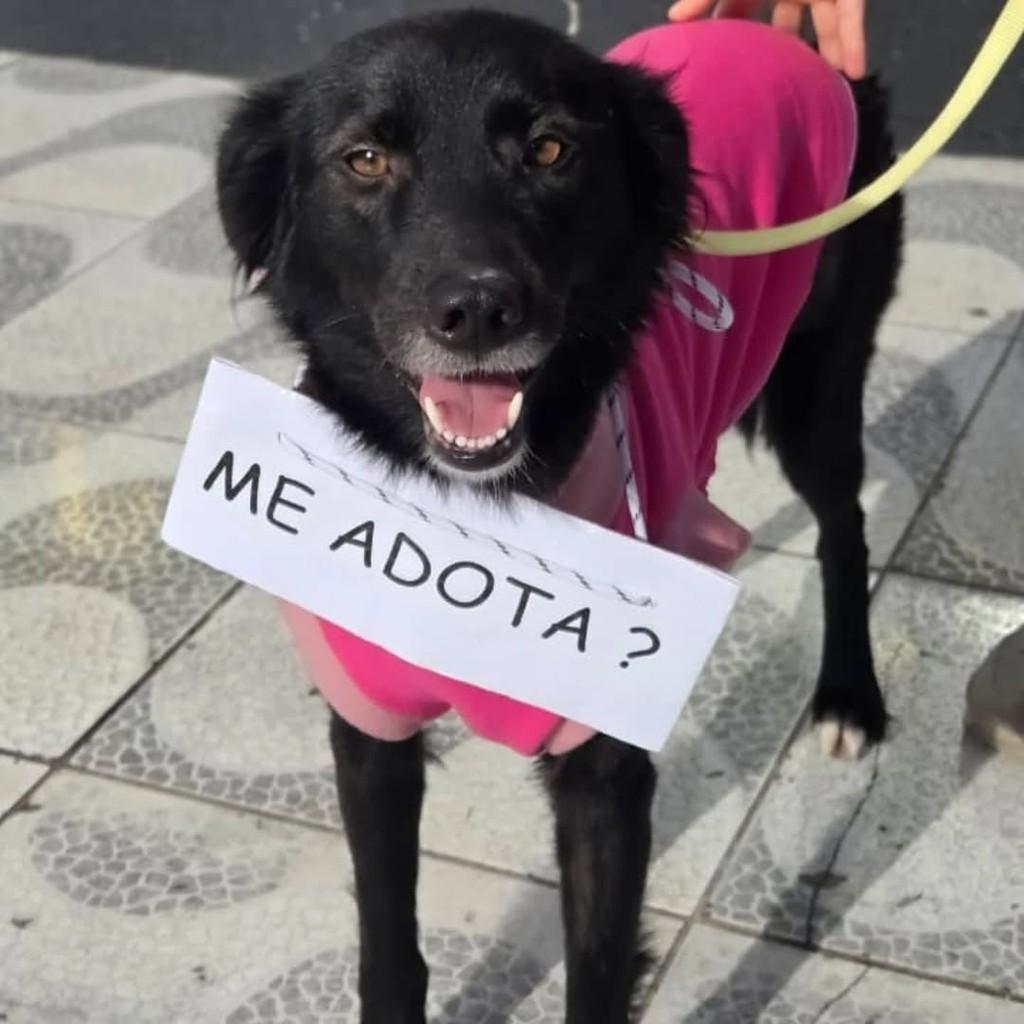 Stella, cadela de porte médio para adoção em Pelotas - RS