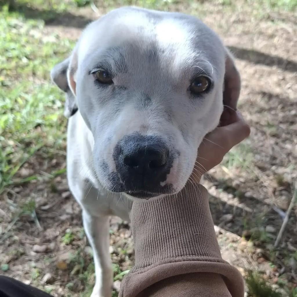 Maitê, cachorro de porte médio para adoção em Pelotas - RS