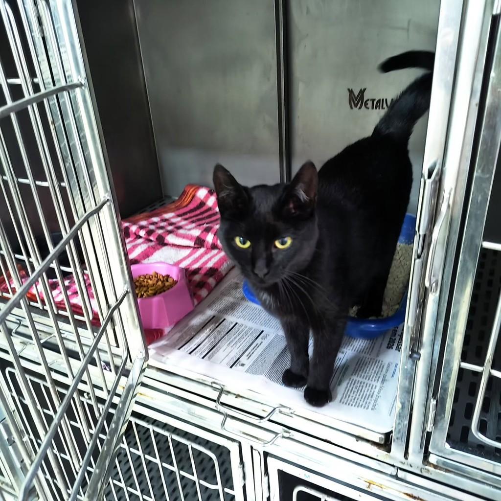 A Formiga, gata de porte pequeno para adoção em Pelotas - RS