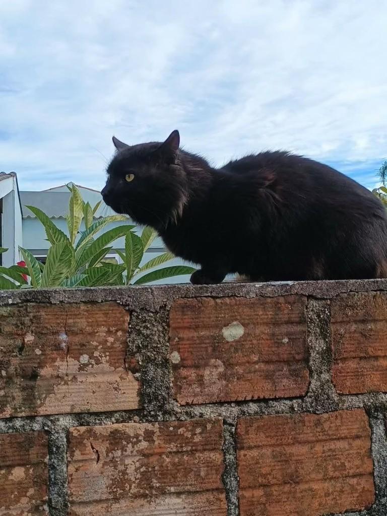 Preto, gato de porte médio para adoção em Pelotas - RS