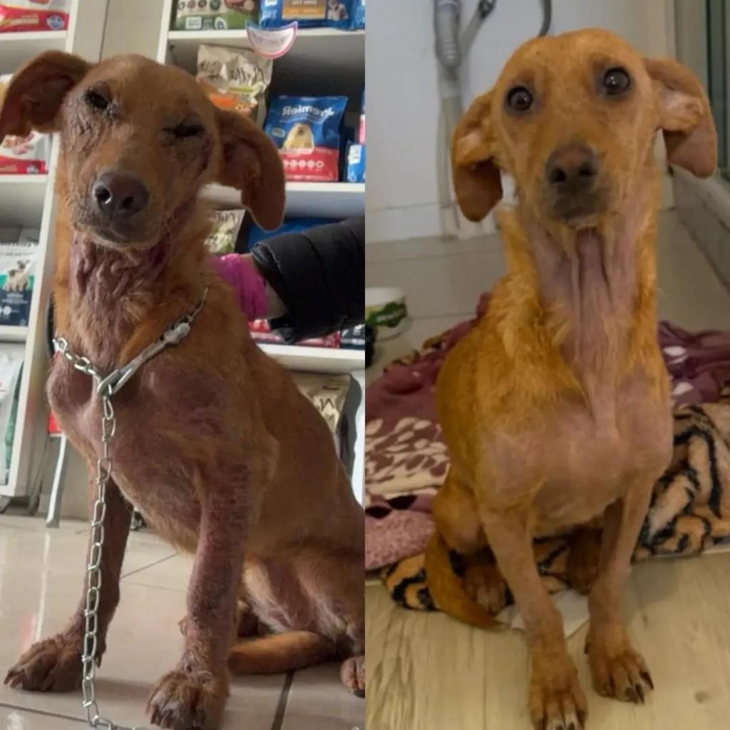 Sarna, cachorro de porte médio para adoção em Pelotas - RS