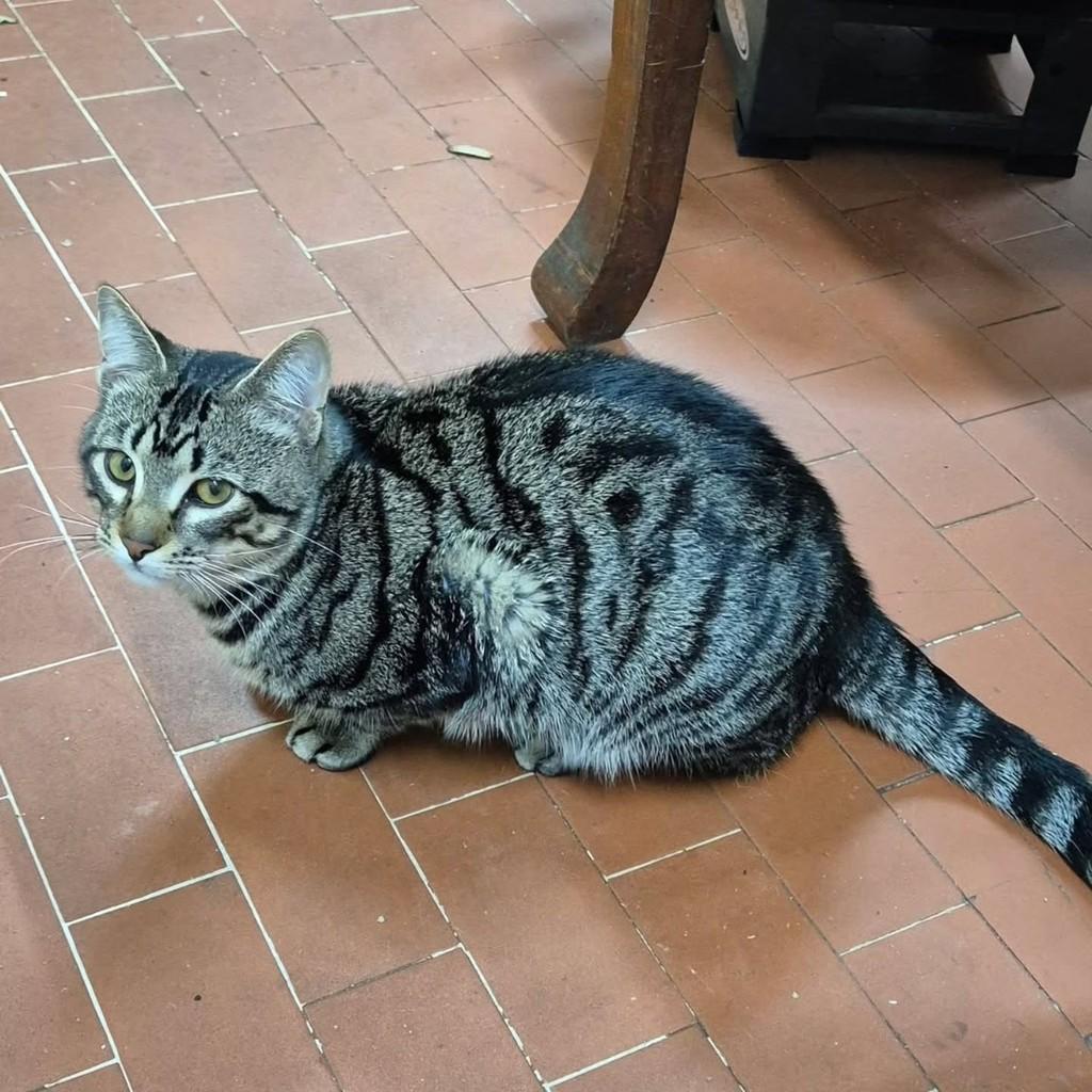 Tigrinho, gato de porte médio para adoção em Pelotas - RS