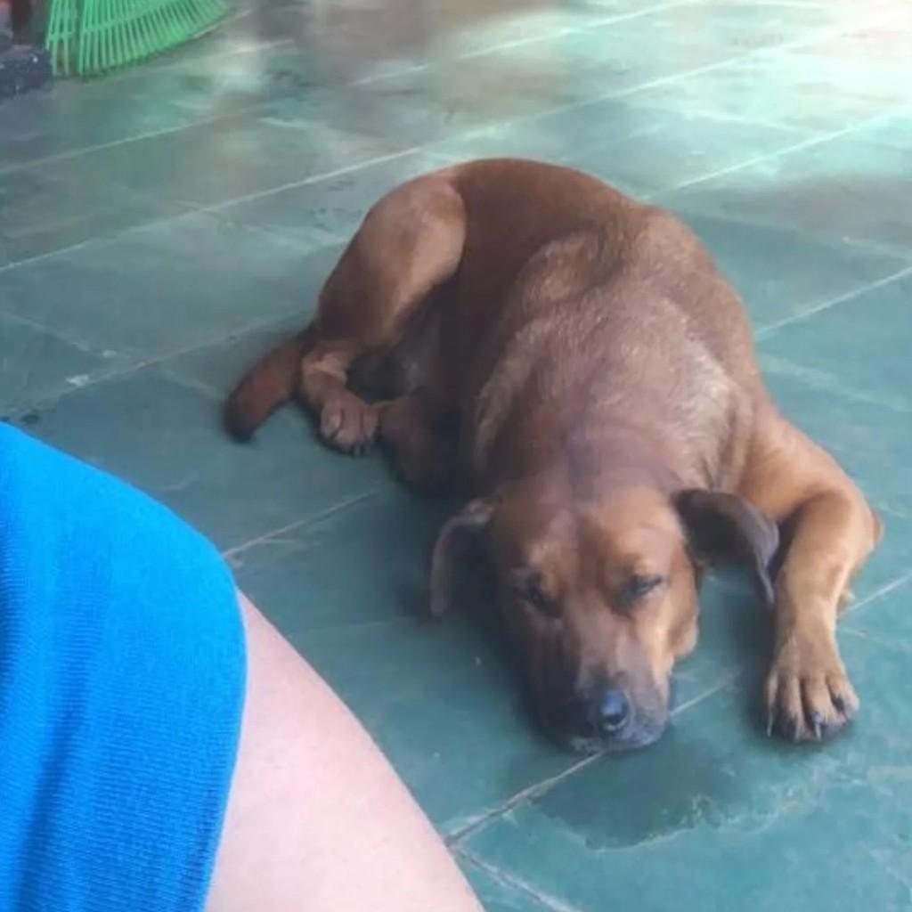 Caramelo, cachorro de porte grande para adoção em Pirapozinho - SP