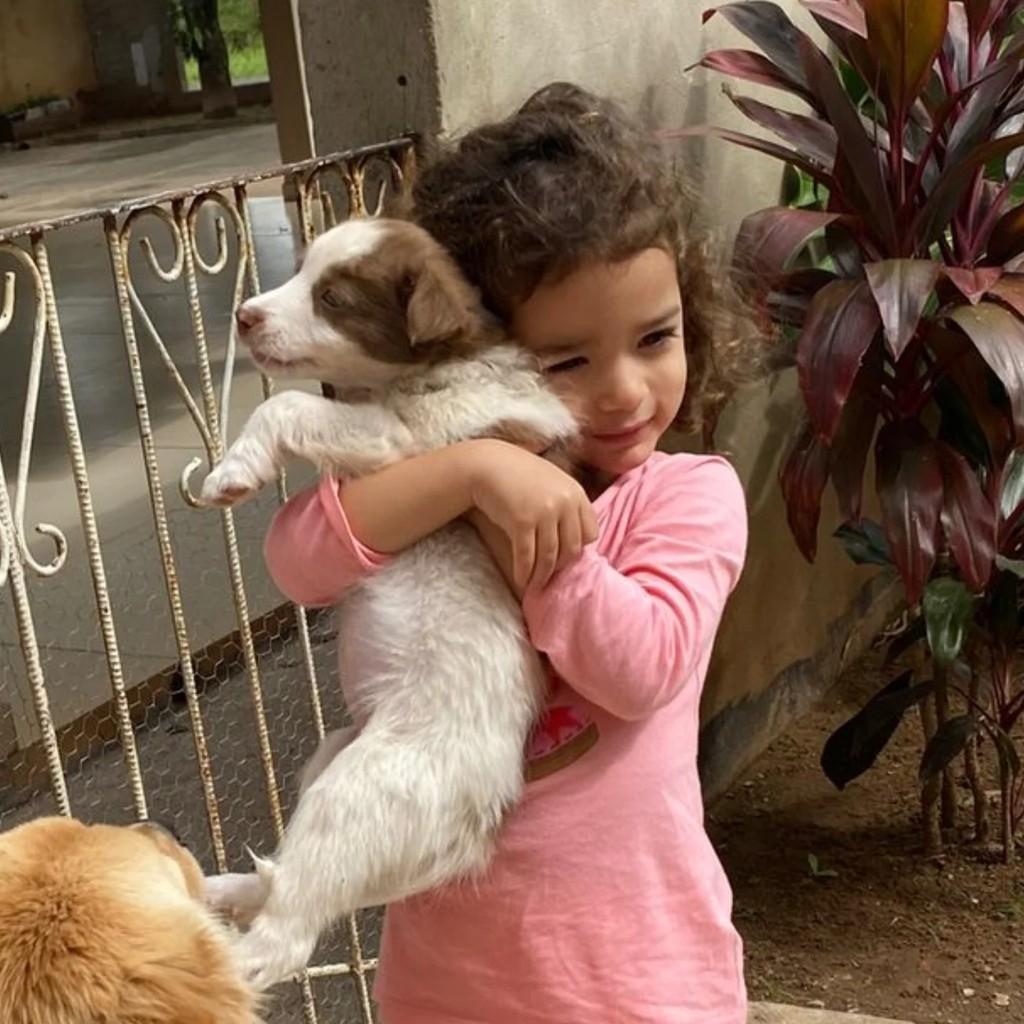 Badalinha, cachorro de porte pequeno para adoção em Pirapozinho - SP