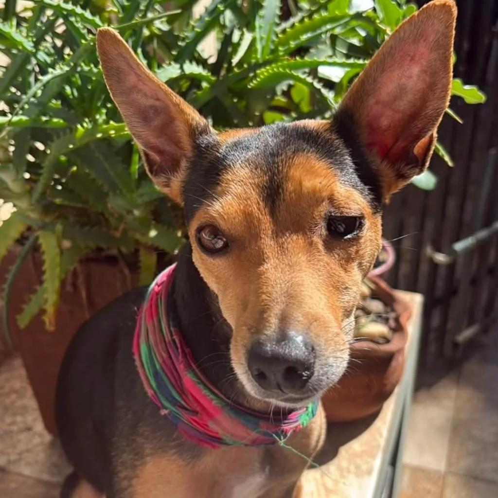 Molly, cachorro de porte pequeno para adoção em Pirapozinho - SP