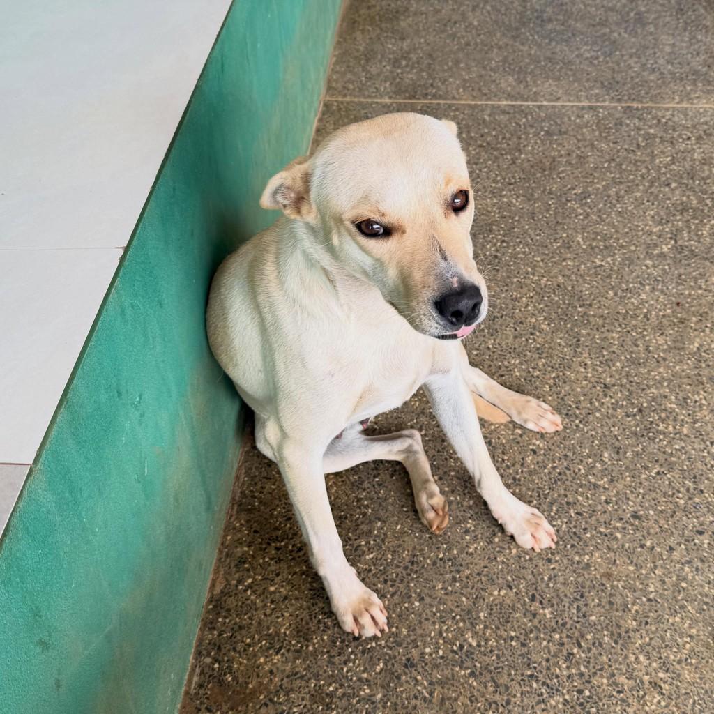 Belinha, cadela de porte pequeno para adoção em Primavera do Leste - MT