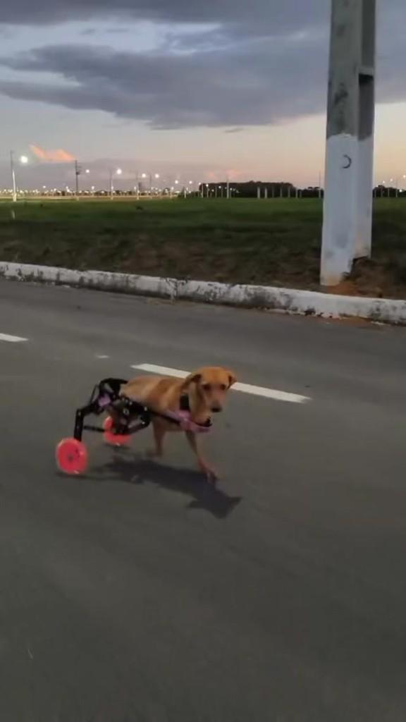 Cacau, cachorro de porte pequeno para adoção em Primavera do Leste - MT